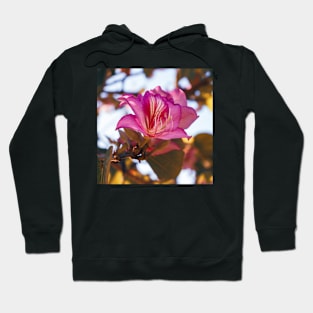 Spring morning VII Hoodie